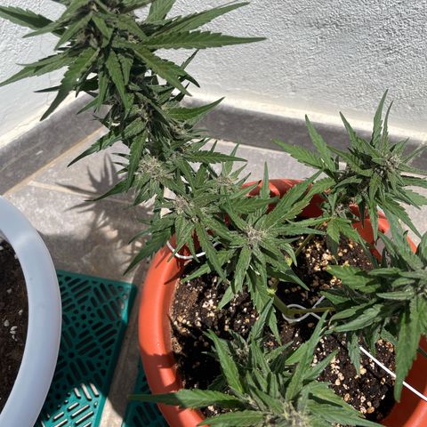 banana Purple Punch - automatic growlog timeline photo