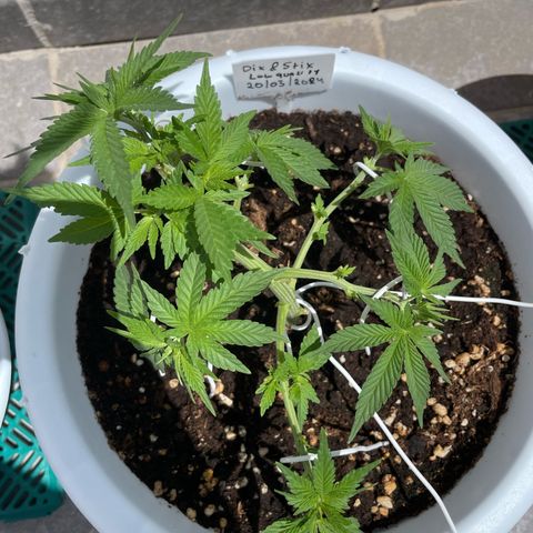 Do-si-dos (experimental) growlog timeline photo