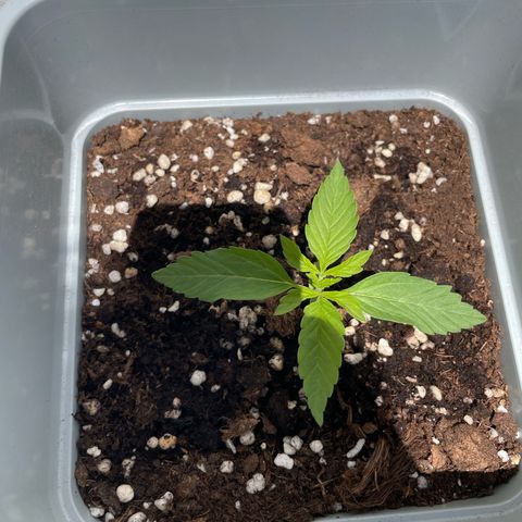 Mohan ram automatic  (7L) growlog timeline photo