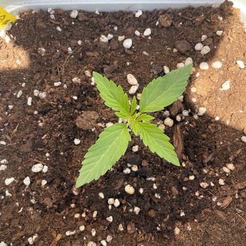 Mohan ram automatic (11L) growlog timeline photo