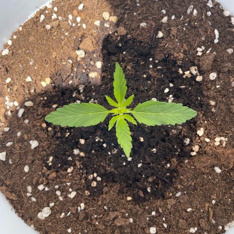 Daiquiri Automatic (11L white pot) growlog timeline photo