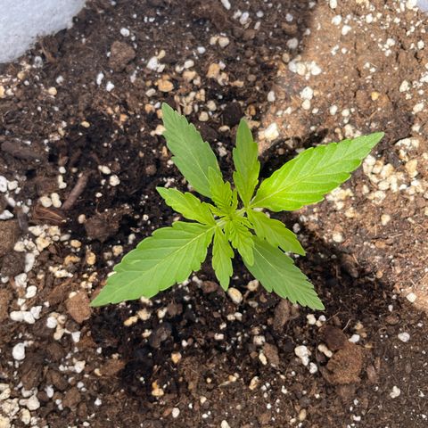Amnesia skittles automatic  growlog timeline photo