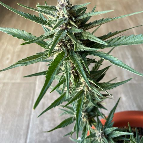 banana Purple Punch - automatic growlog timeline photo