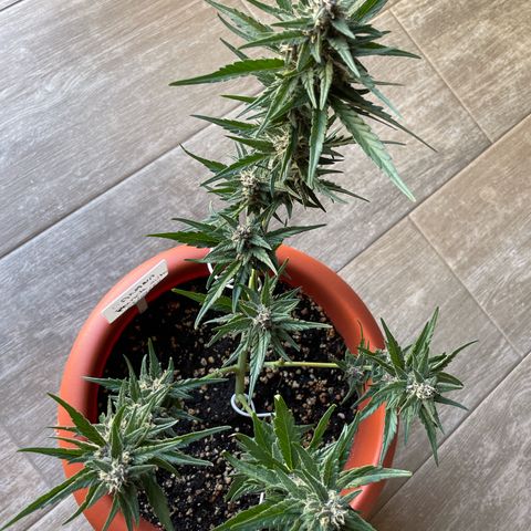 banana Purple Punch - automatic growlog timeline photo