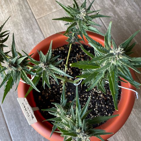 banana Purple Punch - automatic growlog timeline photo