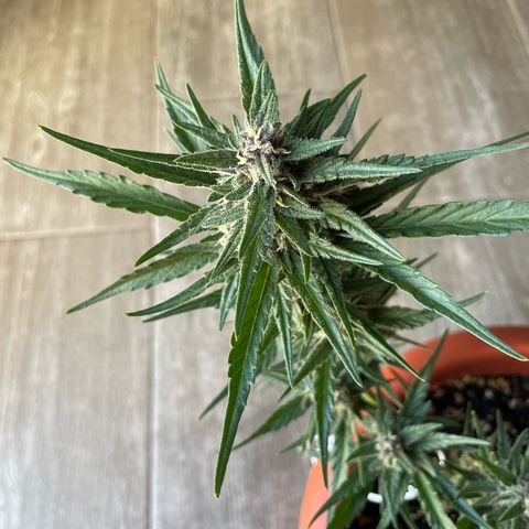 banana Purple Punch - automatic growlog timeline photo