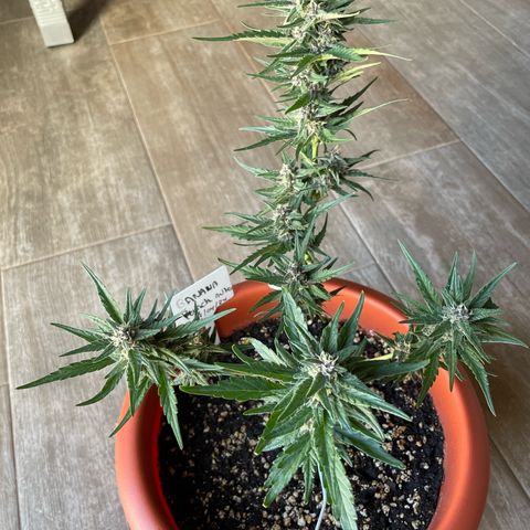 banana Purple Punch - automatic growlog timeline photo
