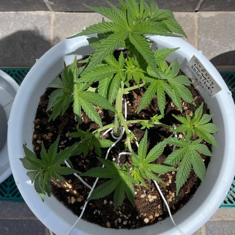 Do-si-dos (experimental) growlog timeline photo