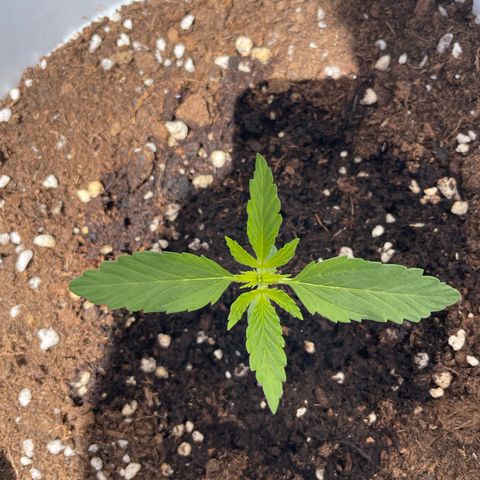 Daiquiri Automatic (11L white pot) growlog timeline photo