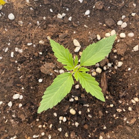 Mohan ram automatic (11L) growlog timeline photo