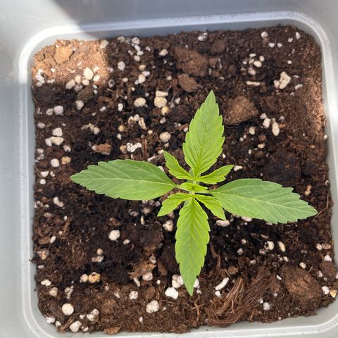 Mohan ram automatic  (7L) growlog timeline photo