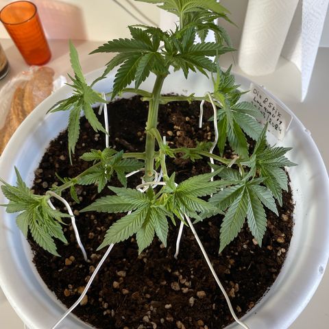 Do-si-dos (experimental) growlog photo: After lst 
