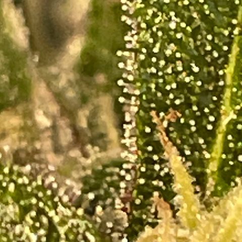 banana Purple Punch - automatic growlog photo: Trichomes start to become slightly cloudy and milky but still has some time to go before harvest. (Not long anymore) will start flushing a few days since some of them are starting to become amber. And it is an indica strain, so I prefer harvesting a little early. But let it cure longer.