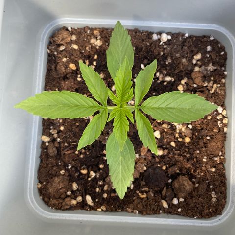 Mohan ram automatic  (7L) growlog timeline photo