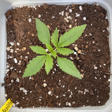 Mohan ram automatic (11L) growlog timeline photo