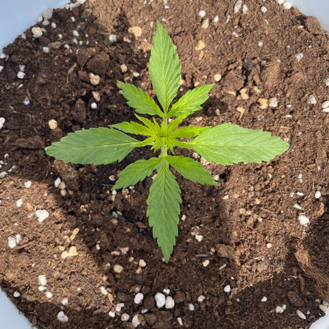 Daiquiri Automatic (11L white pot) growlog timeline photo