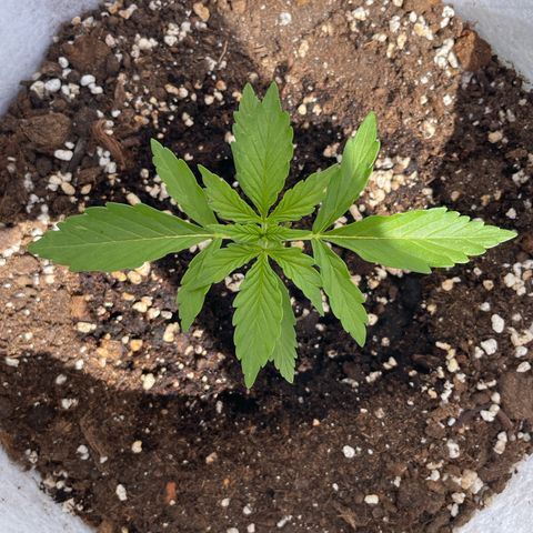 Amnesia skittles automatic  growlog timeline photo