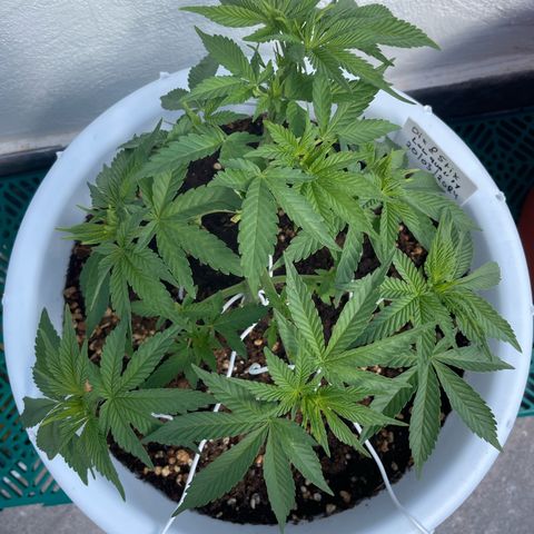 Do-si-dos (experimental) growlog timeline photo
