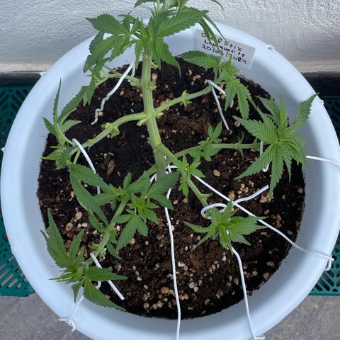 Do-si-dos (experimental) growlog photo: After LST Adjustment