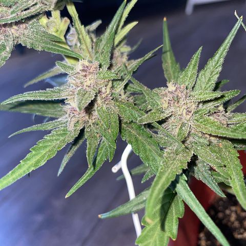 banana Purple Punch - automatic growlog timeline photo