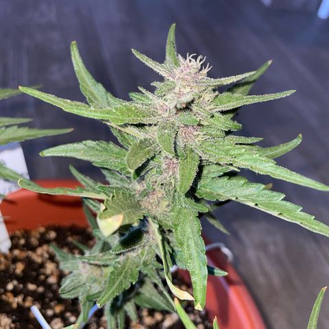 banana Purple Punch - automatic growlog timeline photo