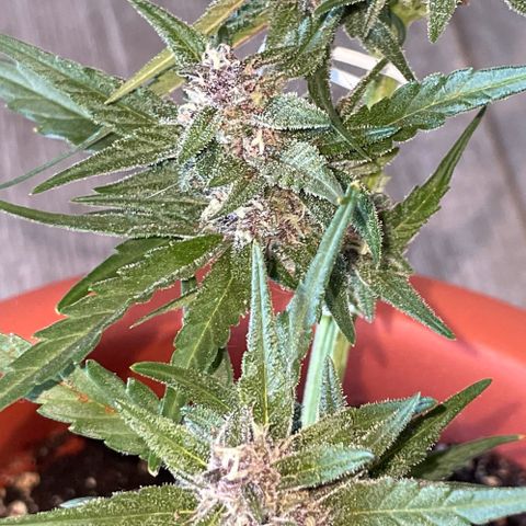 banana Purple Punch - automatic growlog timeline photo