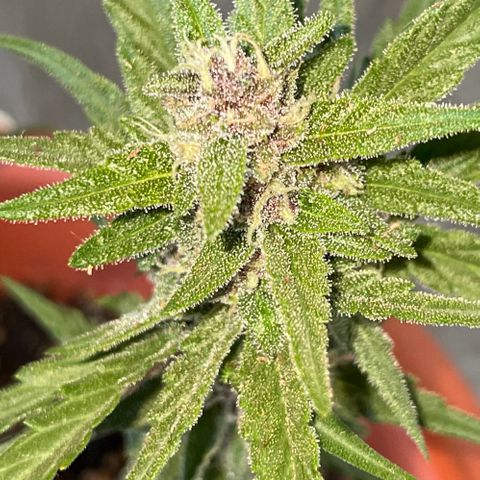 banana Purple Punch - automatic growlog timeline photo