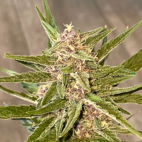 banana Purple Punch - automatic growlog timeline photo