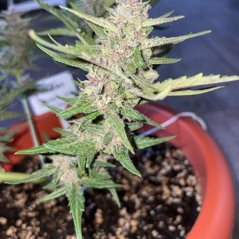 banana Purple Punch - automatic growlog timeline photo