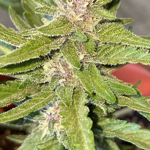 banana Purple Punch - automatic growlog timeline photo