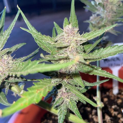 banana Purple Punch - automatic growlog timeline photo
