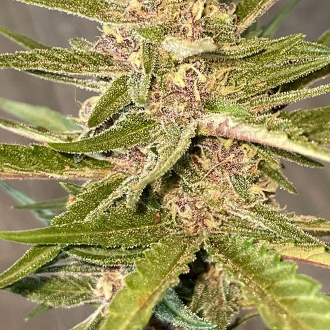 banana Purple Punch - automatic growlog timeline photo