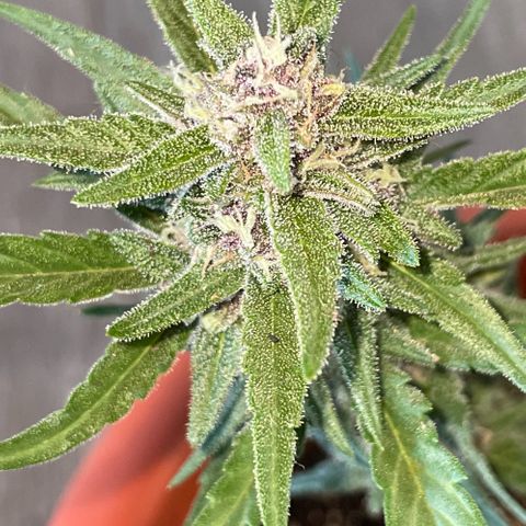 banana Purple Punch - automatic growlog timeline photo
