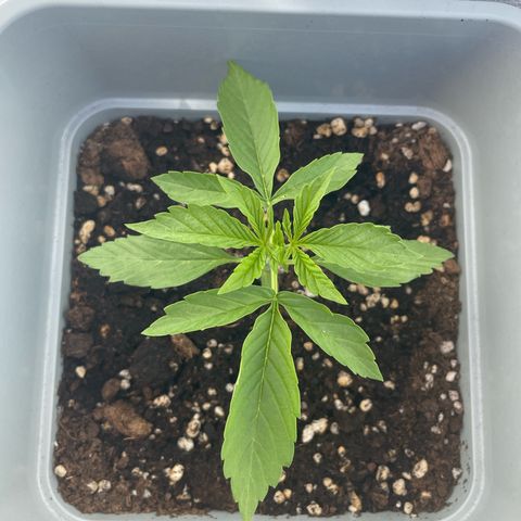 Mohan ram automatic  (7L) growlog timeline photo