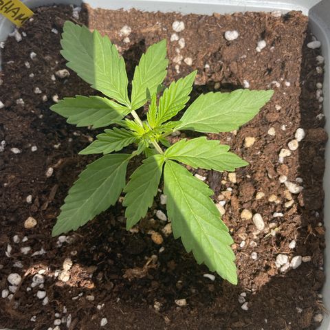 Mohan ram automatic (11L) growlog timeline photo