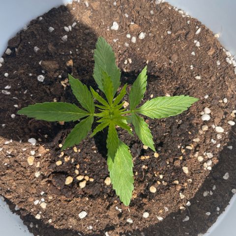 Daiquiri Automatic (11L white pot) growlog timeline photo