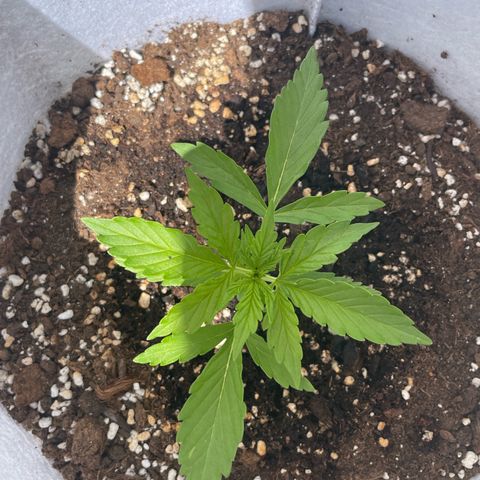 Amnesia skittles automatic  growlog timeline photo