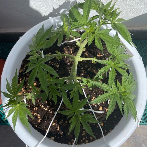 Do-si-dos (experimental) growlog timeline photo
