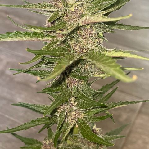 banana Purple Punch - automatic growlog timeline photo
