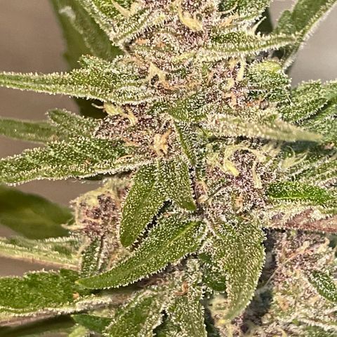 banana Purple Punch - automatic growlog timeline photo