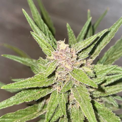 banana Purple Punch - automatic growlog timeline photo