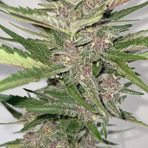 banana Purple Punch - automatic growlog timeline photo