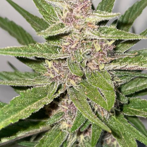 banana Purple Punch - automatic growlog timeline photo