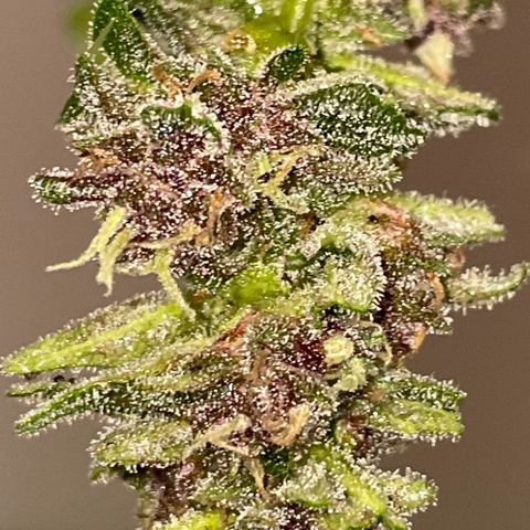 banana Purple Punch - automatic growlog photo: Harvested the smallest top in the middle. It didn’t grow big. A little test to see how far
The plant in its latest stages. 1 more week- or 2 more weeks before harvest. 