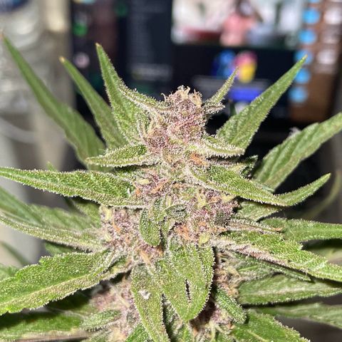 banana Purple Punch - automatic growlog timeline photo