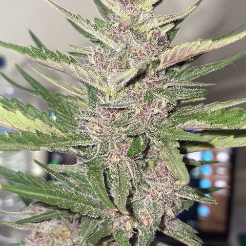 banana Purple Punch - automatic growlog timeline photo