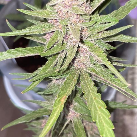 banana Purple Punch - automatic growlog timeline photo