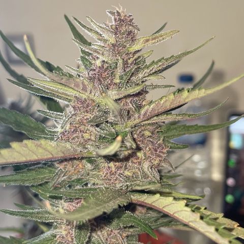 banana Purple Punch - automatic growlog timeline photo