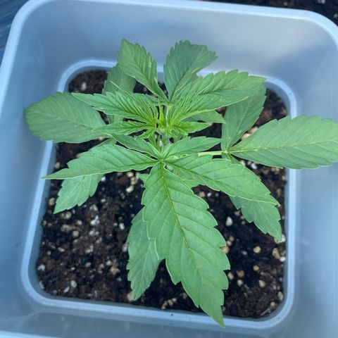 Mohan ram automatic  (7L) growlog timeline photo