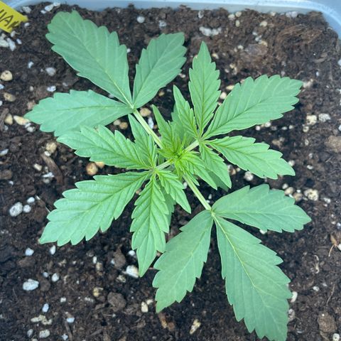Mohan ram automatic (11L) growlog timeline photo